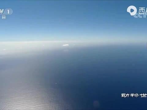 海洋最新爆料新闻,最新海洋发现揭示神秘生物世界  第1张